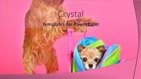  Presentation with travel - Presentation enhanced with dog-travel-isolated-on-pink background and a coral colored foreground