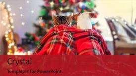  Presentation with dog christmas - Slides having dog under a christmas background and a crimson colored foreground
