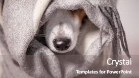  Presentation with pet - Presentation theme enhanced with dog under a plaid pet background and a gray colored foreground