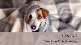  Presentation with pet - Presentation theme having dog under a plaid pet background and a light gray colored foreground