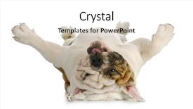  Presentation with english poet - Slide deck featuring dog upside down - english bulldog background and a white colored foreground