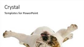  Presentation with english employability - Amazing PPT theme having dog upside down - english bulldog backdrop and a white colored foreground