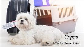  Presentation with journey - Cool new theme with dog waiting at the airport backdrop and a lemonade colored foreground