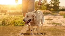  Presentation with sunset - Colorful presentation theme enhanced with dog-walking-with-man backdrop and a gold colored foreground