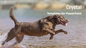  Presentation with trains - Colorful presentation theme enhanced with dog water - chocolate labrador jumps backdrop and a mint green colored foreground