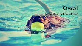  Presentation with done - Beautiful PPT theme featuring dog water - dachshund with a ball backdrop and a seafoam green colored foreground