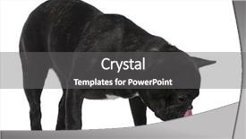  Presentation with old dog - Amazing presentation theme having dog water - french bulldog 12 months old backdrop and a  colored foreground