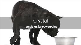  Presentation with old dog - Amazing theme having dog water - french bulldog 12 months old backdrop and a  colored foreground