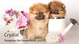  Presentation with german shepherd two young puppys - Colorful presentation theme enhanced with dog water - two german pomeranian spitz puppies backdrop and a lemonade colored foreground