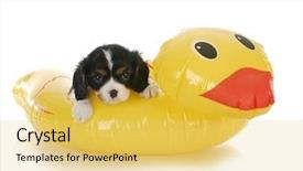  Presentation with water safety - PPT theme consisting of pile of shark jaws selective background and a coral colored foreground