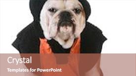  Presentation with cat dog - Amazing PPT theme having dog-wearing-cat-costume backdrop and a red colored foreground