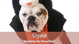  Presentation with dog cat - Amazing presentation theme having dog wearing cat costume on white background backdrop and a coral colored foreground