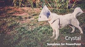  Presentation with wound - PPT theme featuring dog-wearing-elizabethan-plastic-cone background and a gray colored foreground