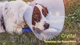  Presentation with wound - Slide deck enhanced with dog-wearing-elizabethan-plastic-cone background and a tawny brown colored foreground