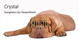  Presentation with rich - Colorful slide deck enhanced with dog wearing funny glasses backdrop and a  colored foreground