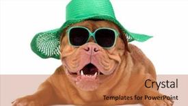  Presentation with hat - Audience pleasing PPT layouts consisting of dog wearing green straw hat backdrop and a coral colored foreground