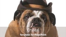  Presentation with english bulldog - Amazing slide set having dog wearing western hat isolated on white background - english bulldog backdrop and a tawny brown colored foreground