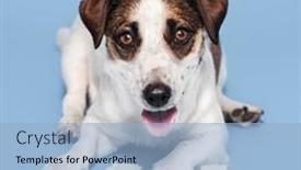  Presentation with bone - Colorful PPT theme enhanced with dog-with-a-bone backdrop and a light blue colored foreground