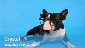  Presentation with costume - Audience pleasing presentation consisting of dog with a groucho marx backdrop and a teal colored foreground