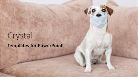  Presentation with coronavirus - Theme having dog-with-a-medical-mask background and a coral colored foreground