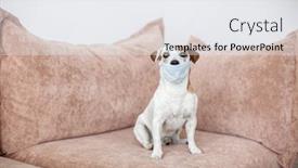  Presentation with mask - Beautiful slide deck featuring dog-with-a-medical-mask backdrop and a white colored foreground