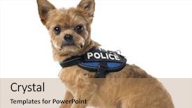  Presentation with police dog - Slide set consisting of dog with a police security background and a  colored foreground