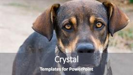  Presentation with speaking - Amazing theme having dog with a speaking glance backdrop and a dark gray colored foreground