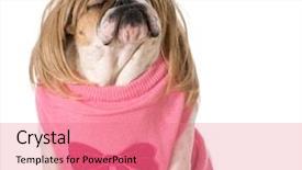  Presentation with english bulldog - Presentation design enhanced with dog with attitude - female english background and a coral colored foreground