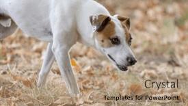  Presentation with children playing - 