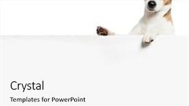  Presentation with animals - Audience pleasing slide set consisting of dog with banner pet showing at placard fun animals backdrop and a white colored foreground