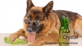  Presentation with bottles - Cool new PPT theme with dog with bottles of beer backdrop and a coral colored foreground