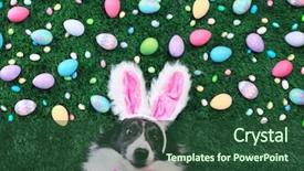  Presentation with jellies colorful candy and jelly - Colorful PPT theme enhanced with dog with bunny ears surrounded backdrop and a tawny brown colored foreground