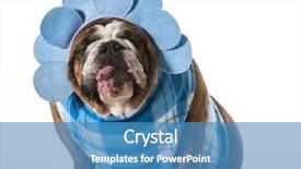  Presentation with english bulldog - Colorful PPT theme enhanced with dog with funny expression wearing backdrop and a  colored foreground