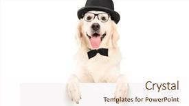  Presentation with fixing his black bow tie - Audience pleasing PPT layouts consisting of dog with hat and bow backdrop and a cream colored foreground