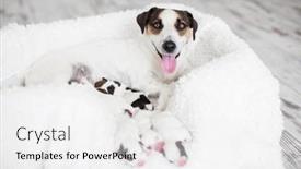  Presentation with dog - Slide set consisting of dog-with-his-puppies background and a white colored foreground