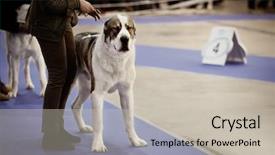  Presentation with awards show - PPT theme enhanced with dog with owner at show background and a soft green colored foreground