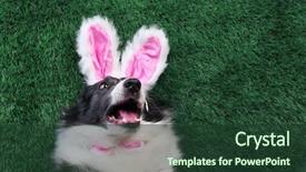  Presentation with pastel pink and gray - Amazing presentation theme having dog with pink bunny ear backdrop and a tawny brown colored foreground
