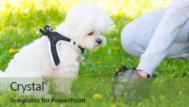  Presentation with plastic bag - Colorful PPT theme enhanced with dog with plastic bag backdrop and a seafoam green colored foreground