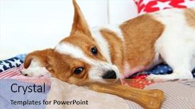  Presentation with bone - Theme with dog with rawhide bone background and a coral colored foreground