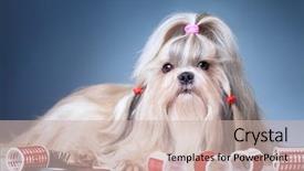  Presentation with grooming dog - Cool new presentation with dog with red curlers grooming backdrop and a soft green colored foreground