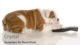  Presentation with old dog - Amazing PPT layouts having dog-with-remote-control-english backdrop and a soft green colored foreground