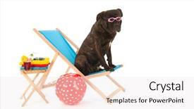  Presentation with dog - Slide set featuring dog with sunglasses on chair background and a  colored foreground
