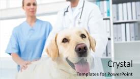  Presentation with clinic - Beautiful slide set featuring dog with veterinarians in clinic backdrop and a light gray colored foreground