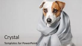  Presentation with pet - Beautiful presentation featuring dog wrapped in a scarf backdrop and a light gray colored foreground