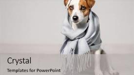  Presentation with war dog - Theme enhanced with dog wrapped in a scarf background and a light gray colored foreground