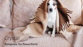  Presentation with dog - Slide deck featuring dog-wrapped-up background and a coral colored foreground