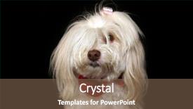  Presentation with red black and white - PPT theme with doggy - beautiful white maltese dog background and a coral colored foreground