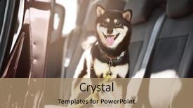  Presentation with car - Audience pleasing slide deck consisting of doggy - cute little shiba inu dog backdrop and a coral colored foreground