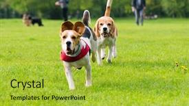  Presentation with dog park dogs plays - Beautiful slide set featuring doggy - group of beautiful funny beagle backdrop and a yellow colored foreground