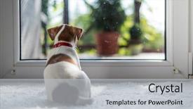 Presentation with carpet - Slides having doggy - jack russel puppy on white background and a light gray colored foreground